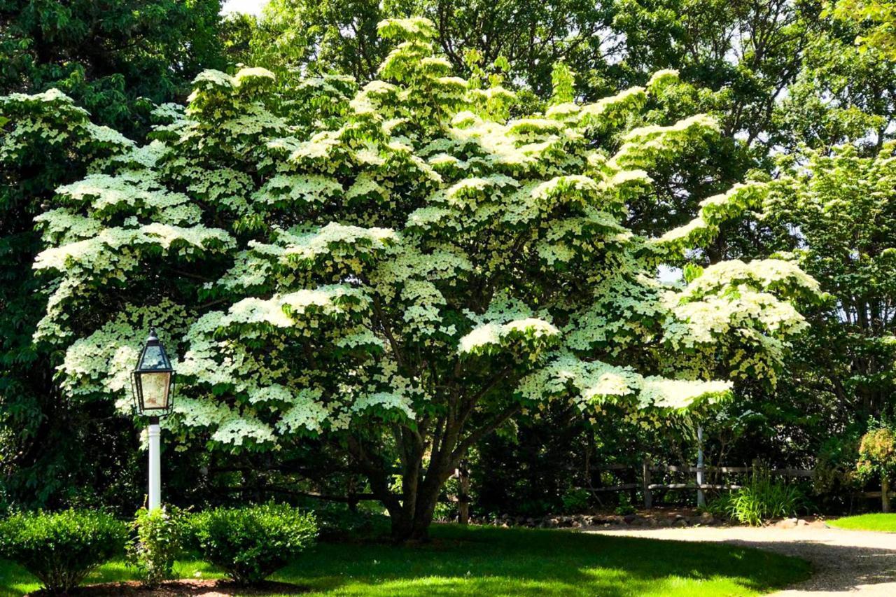 Lily Hill Villa วินยาร์ดเฮเวน ภายนอก รูปภาพ